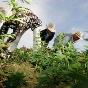 Moroccan cannabis agency permits local seed cultivation