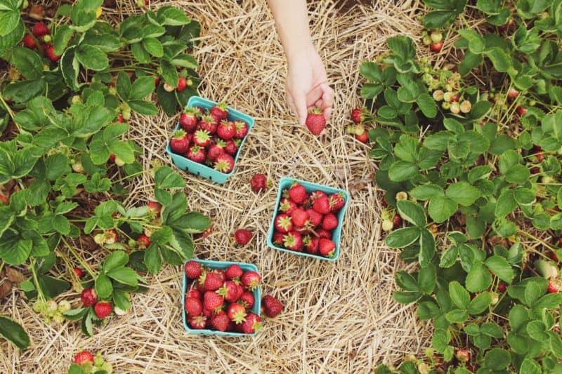 Storm damage in Spain and Morocco raises risk of UK strawberry gaps 