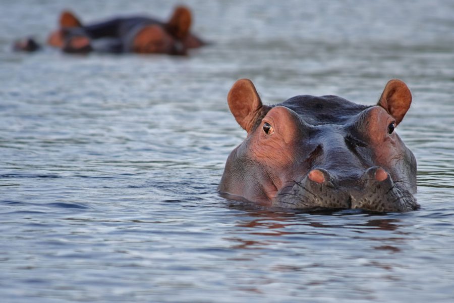 Pablo Escobar's 'Cocaine Hippos' to be sent to India, Mexico