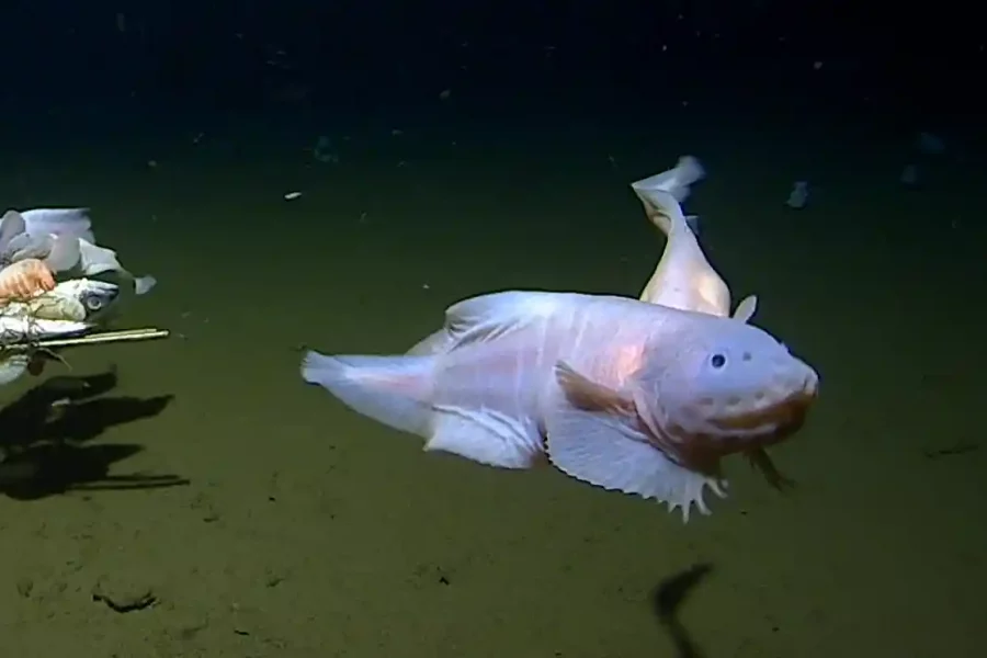Scientists find deepest fish ever recorded underwater
