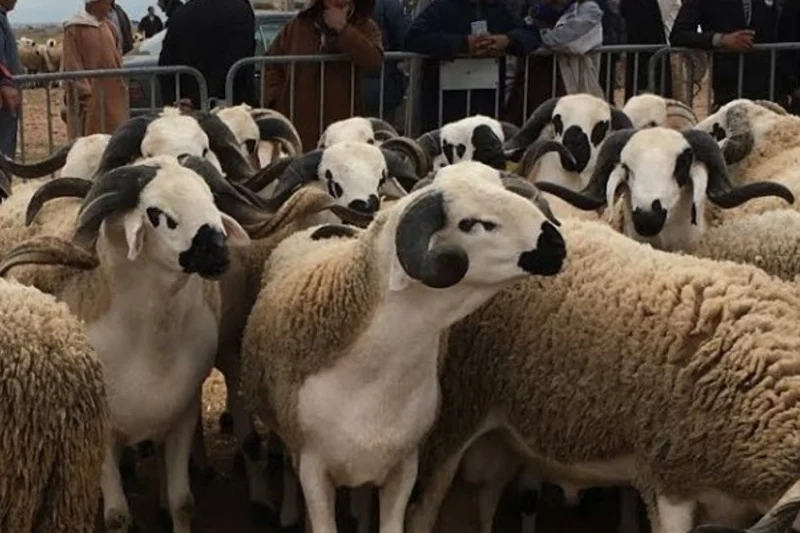 Morocco to import additional sheep livestock in preparation for Eid al-Adha
