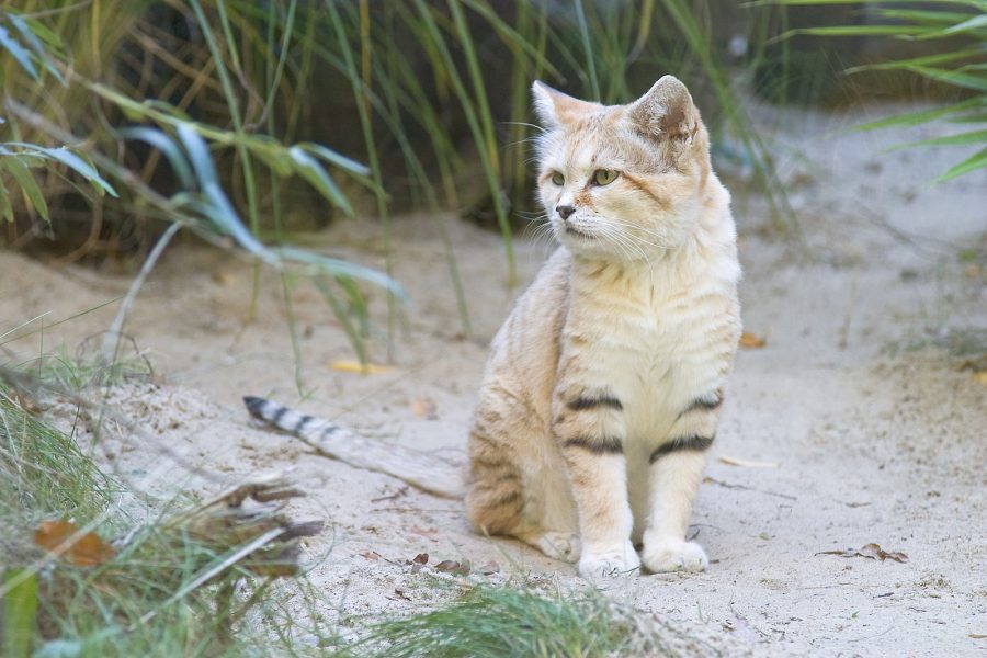 Scientists call for reclassification of Morocco's sand cat as 'near-threatened' species
