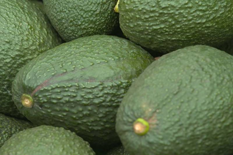 Morocco's avocado production ends the season on a positive note