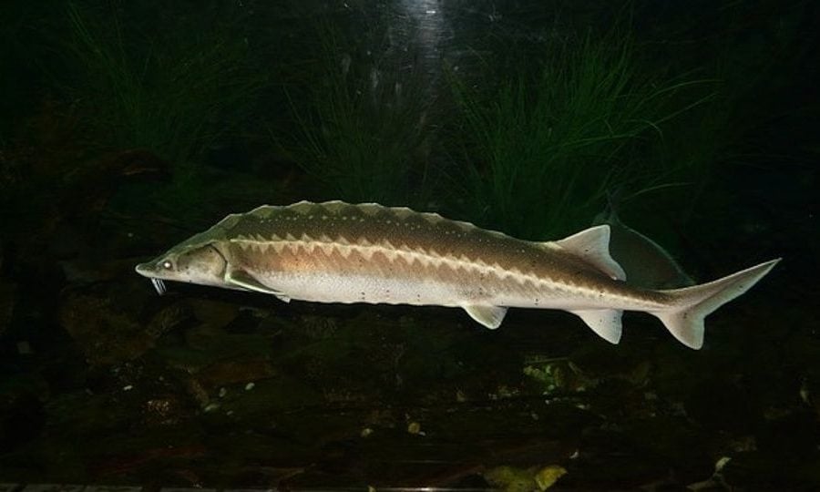 Scientists discover 66 million year old fossilized sturgeon in Morocco, a first in Africa