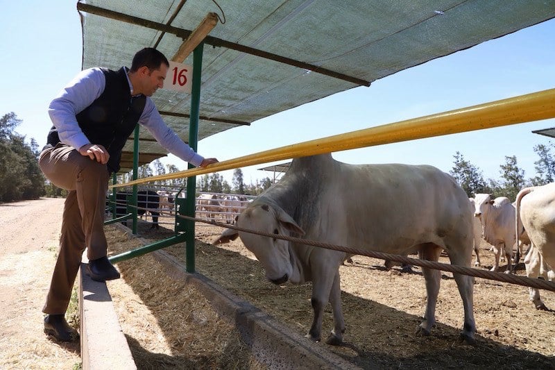 Rabat's runaway calves fuel questions about Brazilian imported cattle