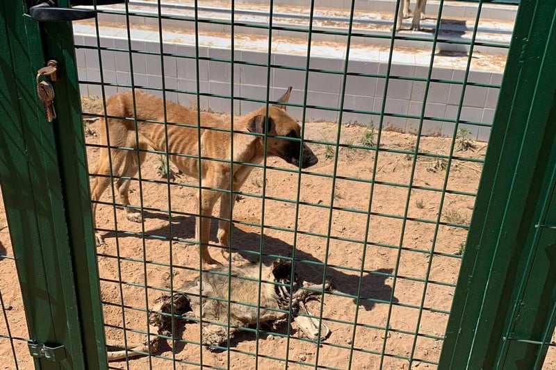 Animal protection organizations take action to stop animal abuse in Arjat Center