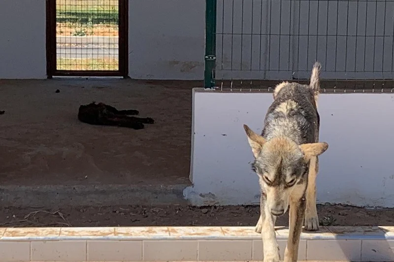 Stray dogs left for dead in Rabat center, despite MAD 12 million state-funded budget