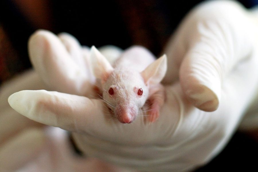 Human activity altered animal size for past millennium, study finds