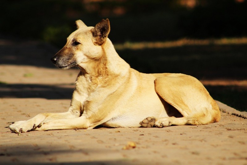 Tangier launches call for tenders to build shelter for stray animals
