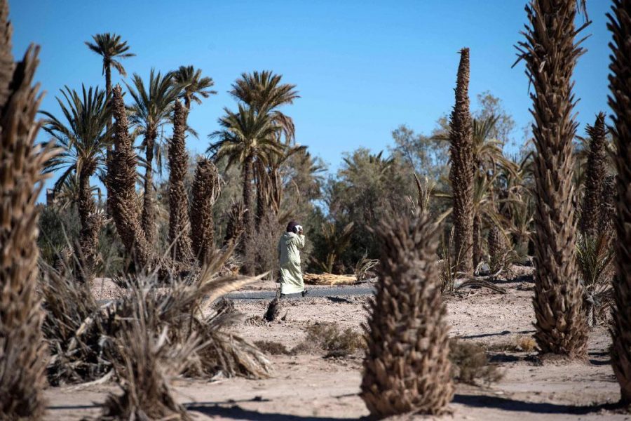 Moroccans campaign against 'indiscriminate palm tree planting,' call for sustainable, diverse alternatives