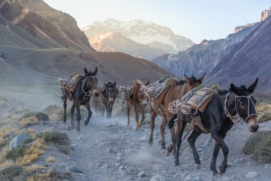NGO calls to save abandoned and abused Moroccan donkeys, mules and horses