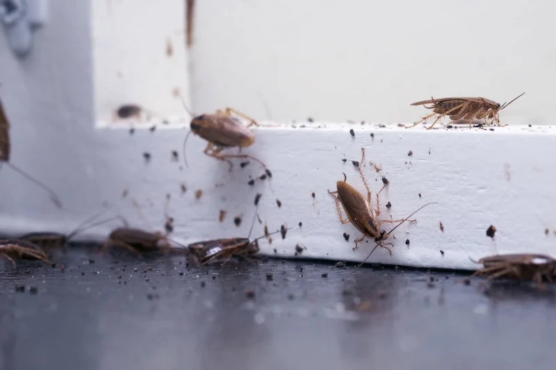 Casablanca residents demand action as pests plague the city