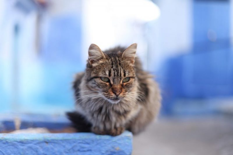 Moroccan animal advocates urge for action to protect cats from lethal virus