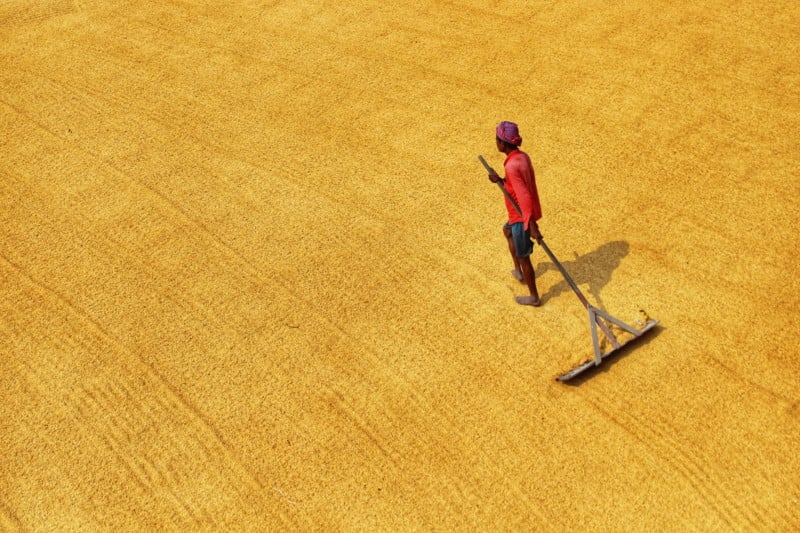 India bans non-basmati white rice exports, to send global prices soaring