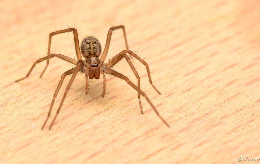 Bolivian boy hospitalized after trying to become Spider-Man