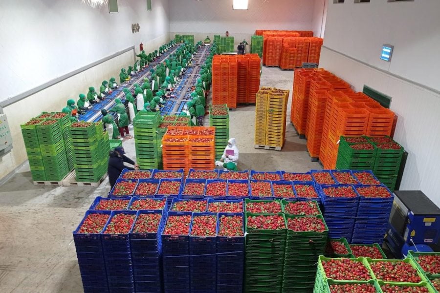 Preliminary tests on Moroccan strawberries reveal fruit is 'safe'