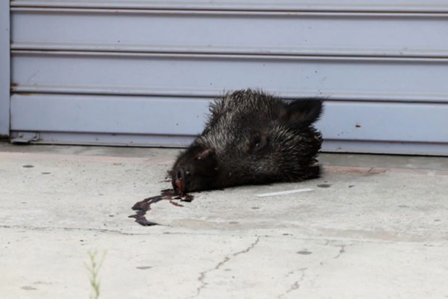 Severed boar's head discovered at Moroccan consulate in Corsica
