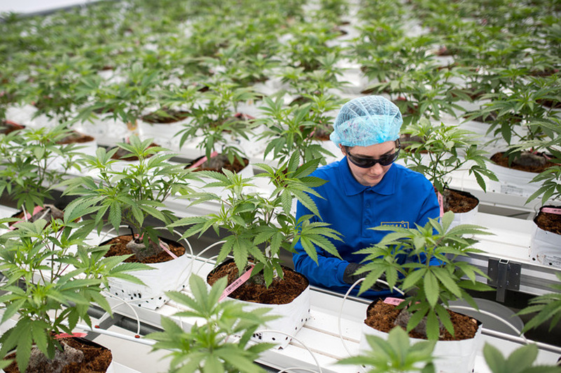 Morocco collaborates with American company to train professionals on cannabis production