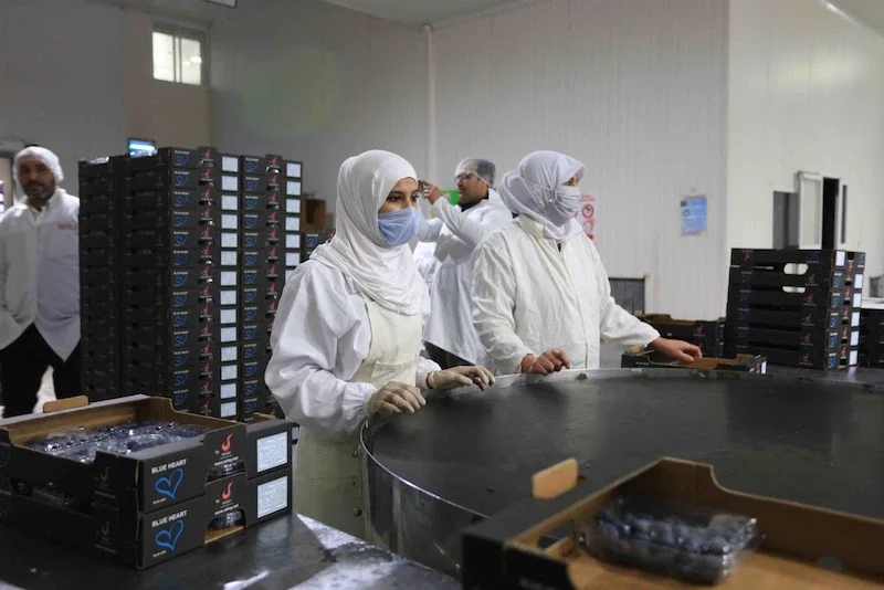 Morocco surpasses South Africa as strongest blueberry exporters to UAE