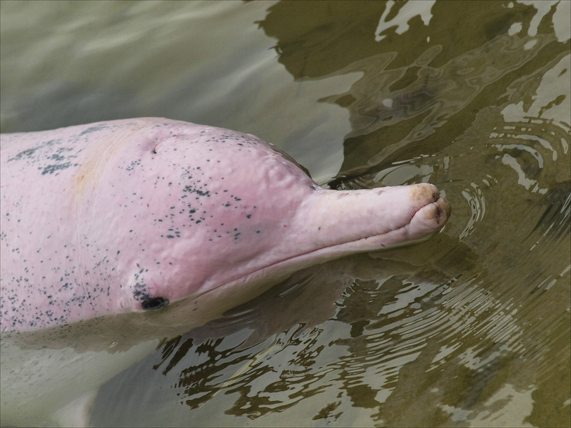 Mass dolphins death in the Amazon river linked to drought, heat