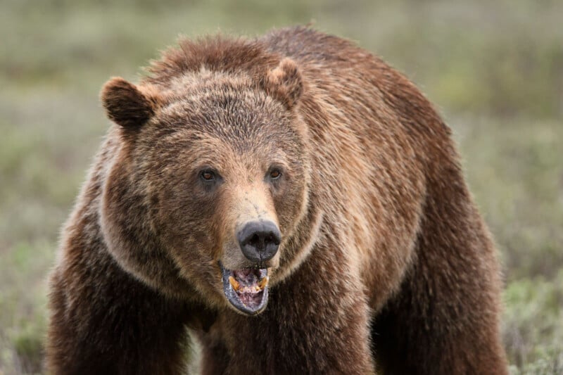 Grizzly bear kills couple and dog in Banff National Park in Canada