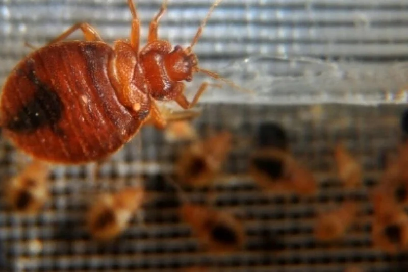 Ministry of Health implements national health vigilance protocol against bedbugs