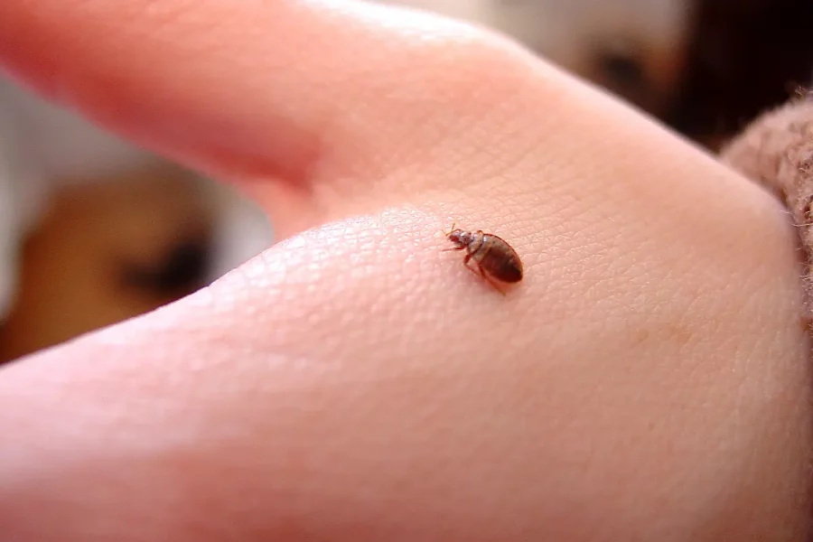 Tunisia detects first Bed bug infestation in student dormitory