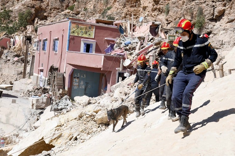 NGO launches fundraiser to save animals affected by Al Haouz quake