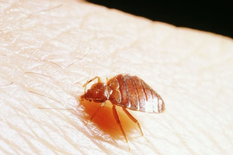 Ministry of health takes measures to prevent bedbugs infestation