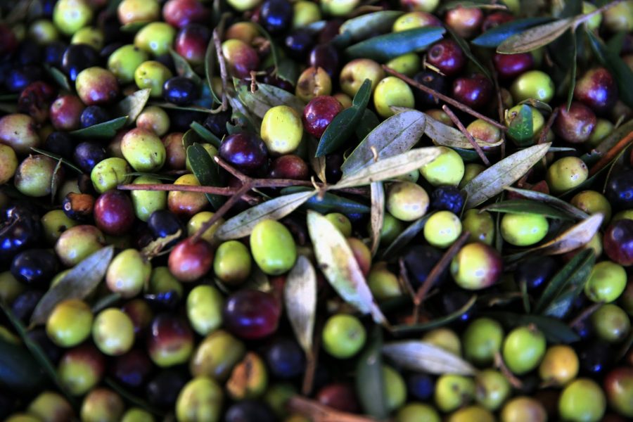 Low olive oil production in Morocco and rising prices take a toll on industry workforce