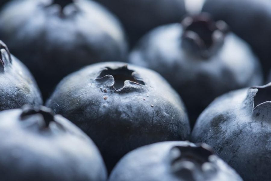 Morocco becomes the largest exporter of blueberries to the UK after Brexit