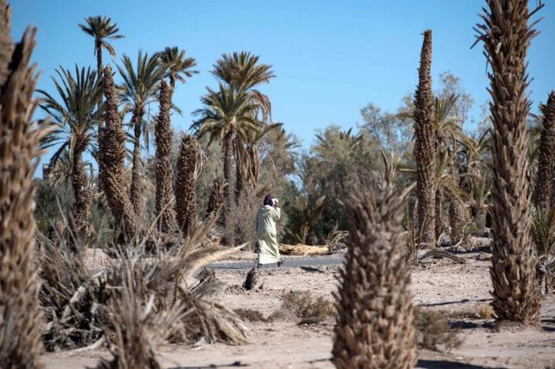 Recent study offers in-depth look into desertification in ancient southern Moroccan oases
