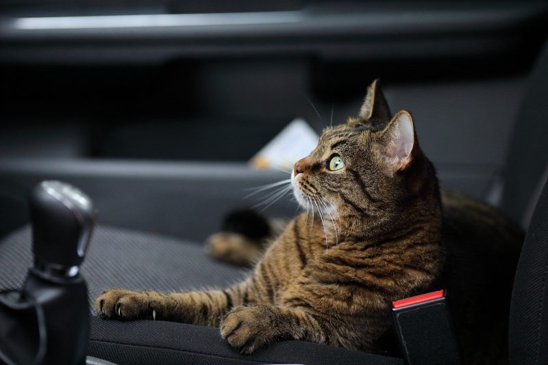 Owning cats can cause schizophrenia, study finds