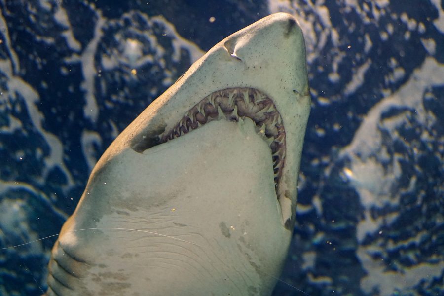 US woman killed in shark attack in the Bahamas