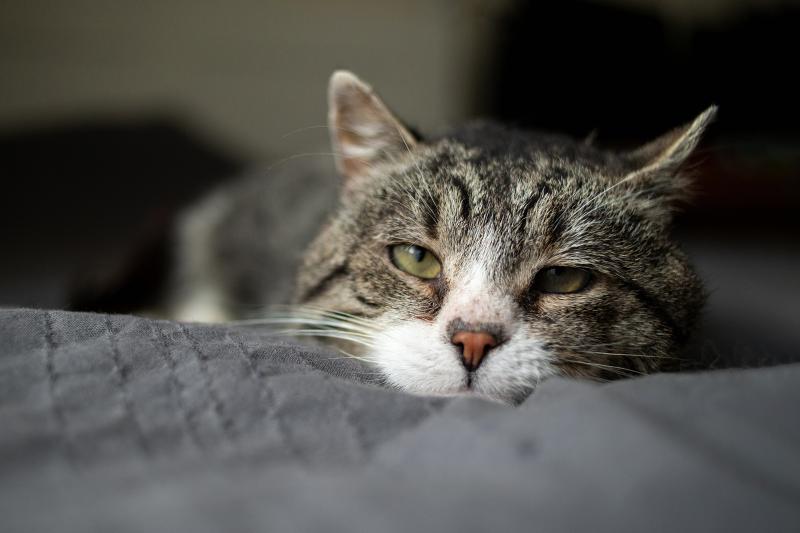 Turkish man ordered to pay ex-wife for cat care for ten years