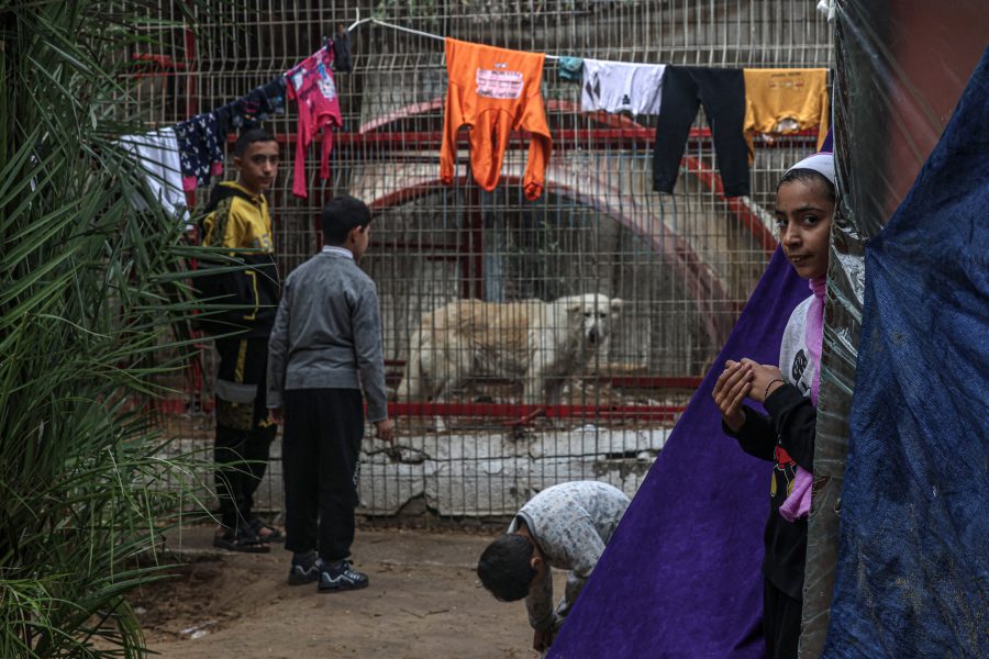 Animals go hungry at war-torn Gaza zoo