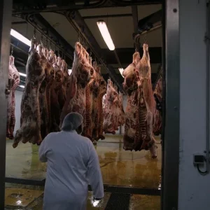 Moroccan livestock federation assures red meats are safe as authorities investigate disease fake news 