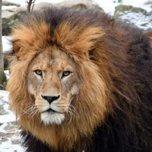 Authorities deny Atlas lion attack in Khenifra as film crew searches for traces