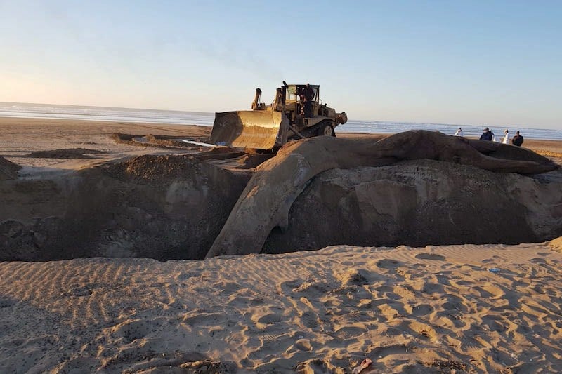 Three whales found dead in Moroccan shores, as experts investigate causes
