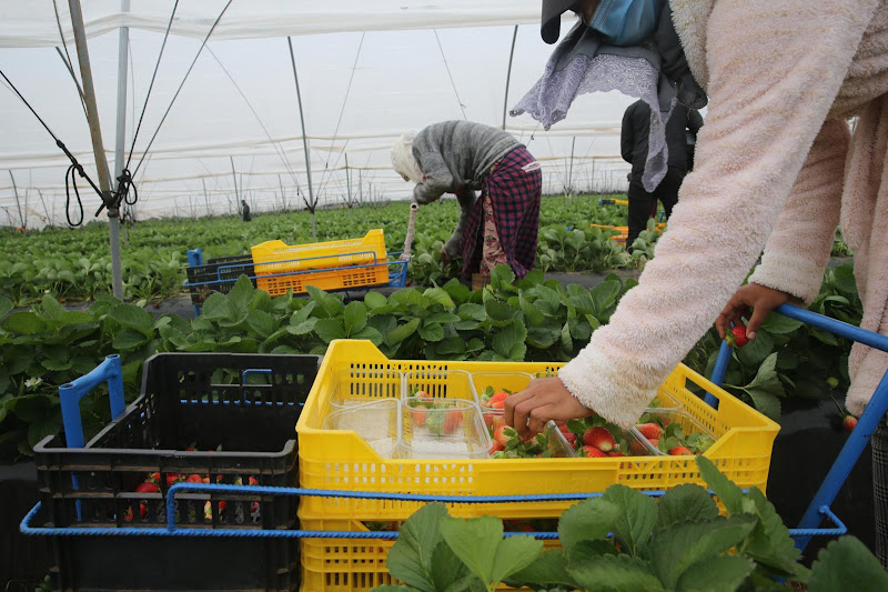 Morocco opens investigations to contain Hepatitis A scare in exported strawberries