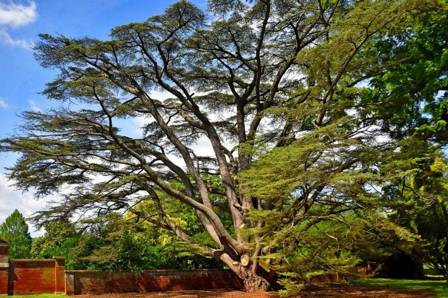 Cedar trees in Midelt face extinction due to 'forest mafias' illegal exploitation