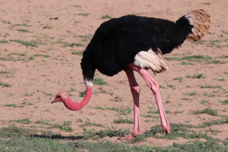 Morocco records first red-necked ostrich nest in decades