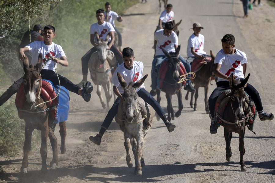 World donkey day overshadowed by suspected donkey smuggling from Morocco to sub-Saharan Africa