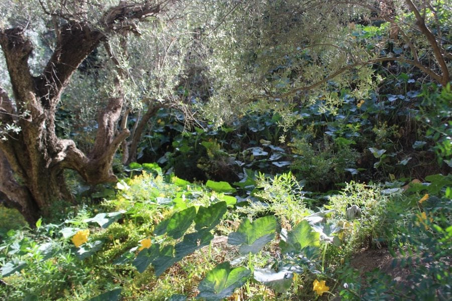 Report: Morocco lost 3,500 hectares of forest in last decade