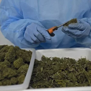 Morocco opens first legal Cannabis processing plant in Taounate