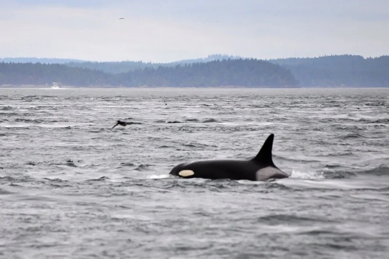 Moroccan navy rescues Spanish sailors from killer whale attack