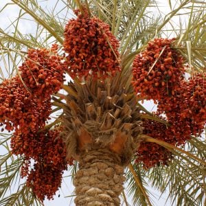 Figuig Expects 15K Tons of Dates This Year as Palm Sector Targets Water-Saving Measures