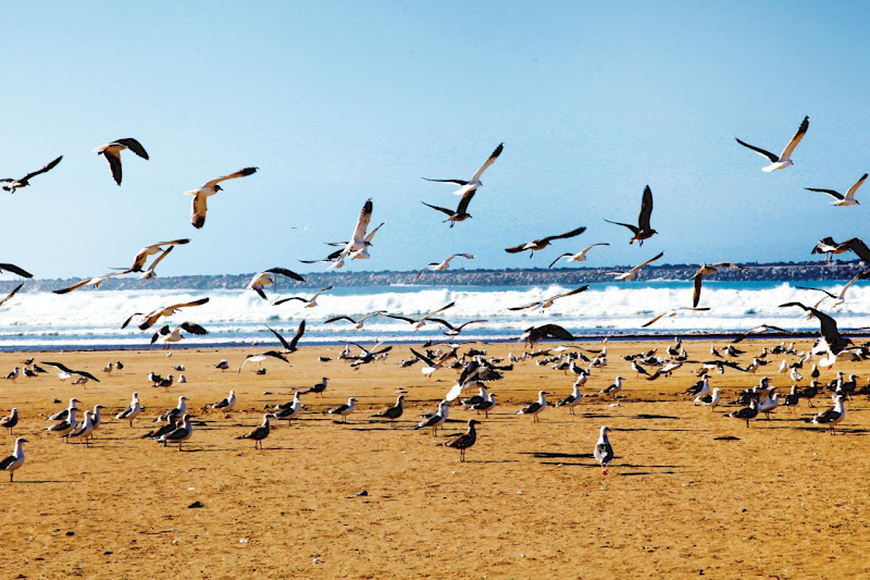 Report reveals non-compliant beaches for water quality in Morocco