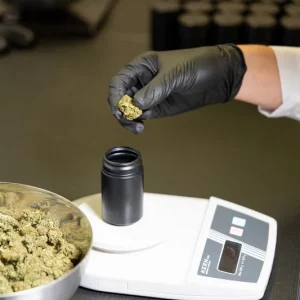 Moroccan cannabis industry sees promising growth amid legal export milestone