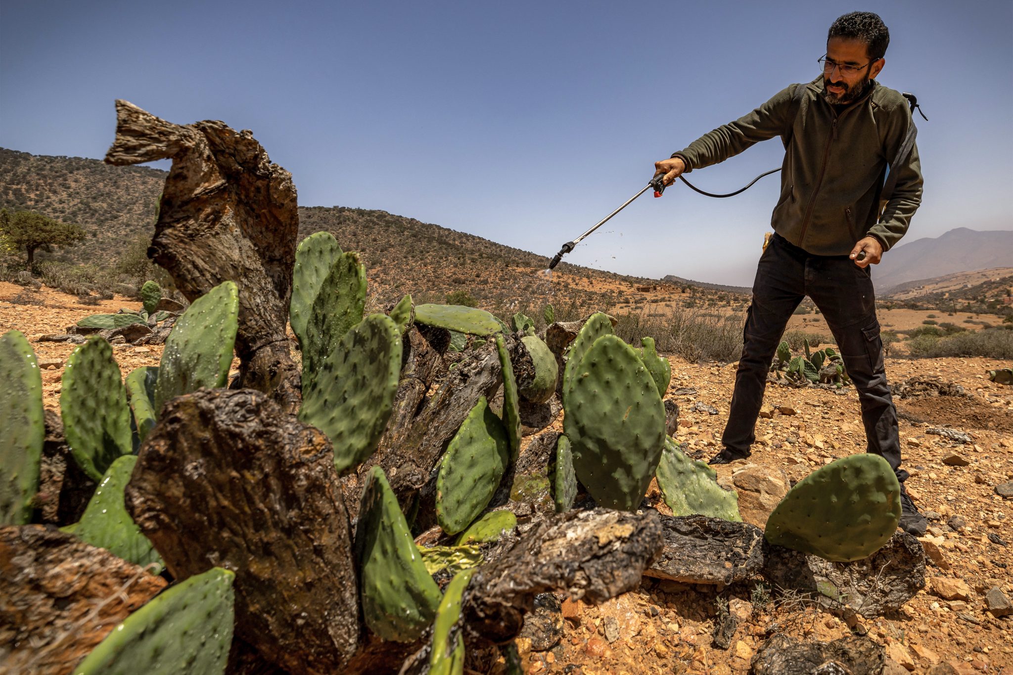 Insect infestation ravages North African prickly pear